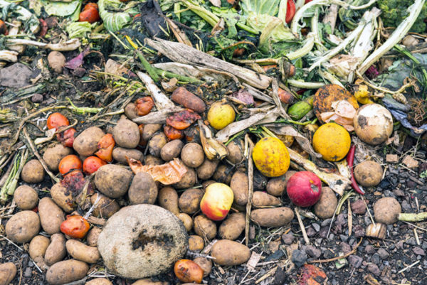 Vermicomposting fruits and vegeetables in a yard