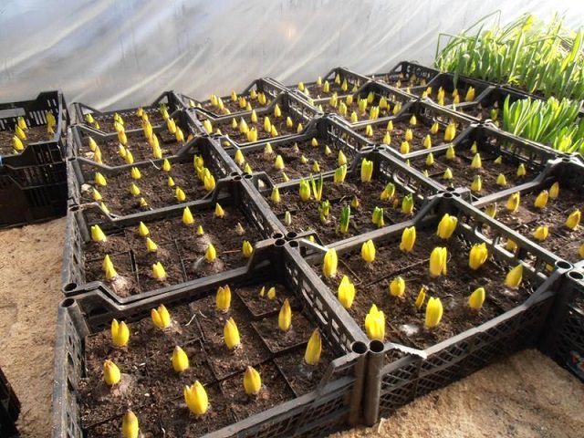 Посадка тюльпанов для выращивания в теплице